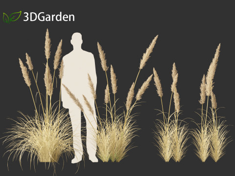 Cortaderia selloana - Pampas grass 02 Modello 3D