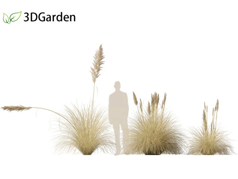 Cortaderia selloana - Pampas grass 02 3D Model