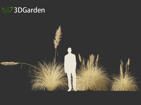 Cortaderia selloana - Pampas grass 02 Modello 3D