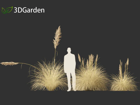 Cortaderia selloana - Pampas grass 02 3D Model