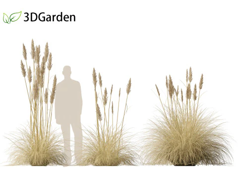 Cortaderia selloana - Pampas grass 02 3D Model