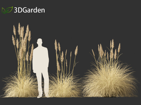 Cortaderia selloana - Pampas grass 02 Modello 3D