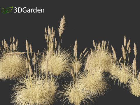 Cortaderia selloana - Pampas grass 02 Modello 3D