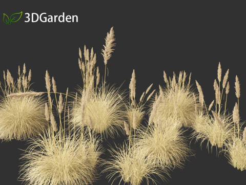Cortaderia selloana - Pampas grass 02 3D Model