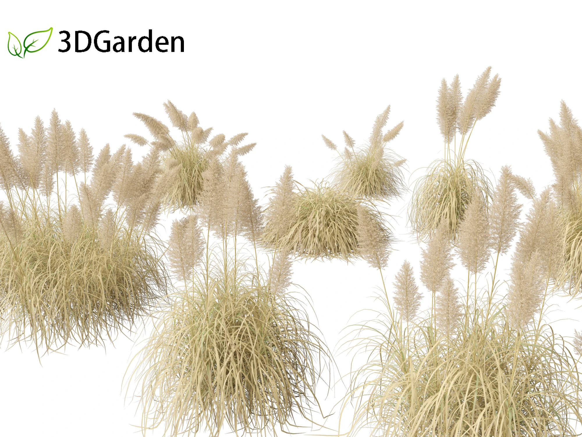 Cortaderia selloana - Pampas grass 03 3D Model .c4d .max .obj .3ds .fbx .stl .blend 