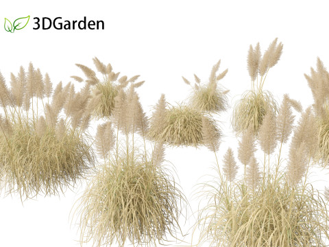 Cortaderia selloana - Pampas grass 03 3D Model