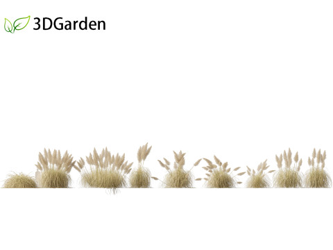 Cortaderia selloana - Pampas grass 03 Modelo 3D