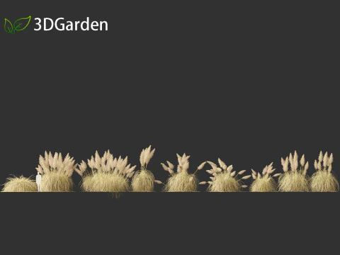 Cortaderia selloana - Pampas grass 03 3D Model