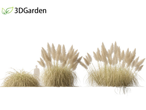 Cortaderia selloana - Pampas grass 03 Modelo 3D