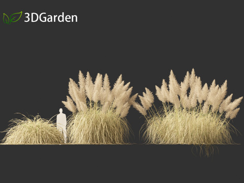 Cortaderia selloana - Pampas grass 03 Modelo 3D