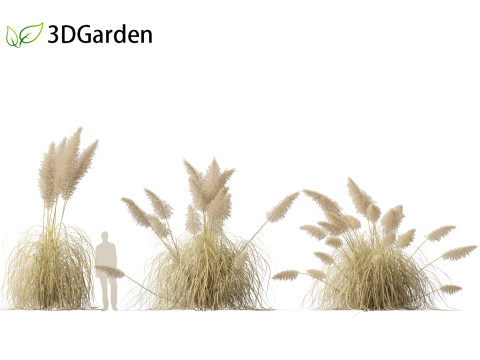 Cortaderia selloana - Pampas grass 03 Modelo 3D