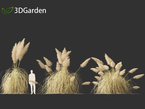 Cortaderia selloana - Pampas grass 03 Modelo 3D