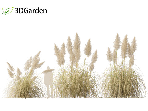 Cortaderia selloana - Pampas grass 03 Modelo 3D