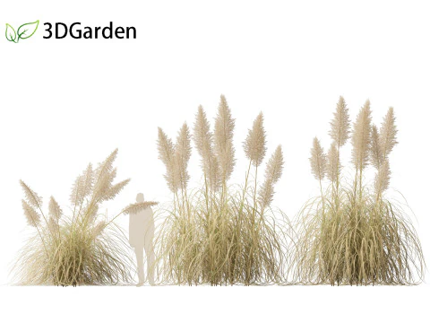 Cortaderia selloana - Pampas grass 03 3D Model