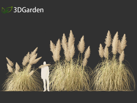 Cortaderia selloana - Pampas grass 03 Modelo 3D