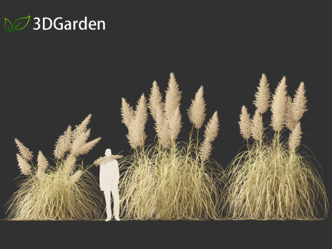 Cortaderia selloana - Pampas grass 03 3D Model