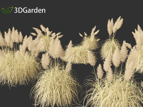 Cortaderia selloana - Pampas grass 03 Modelo 3D