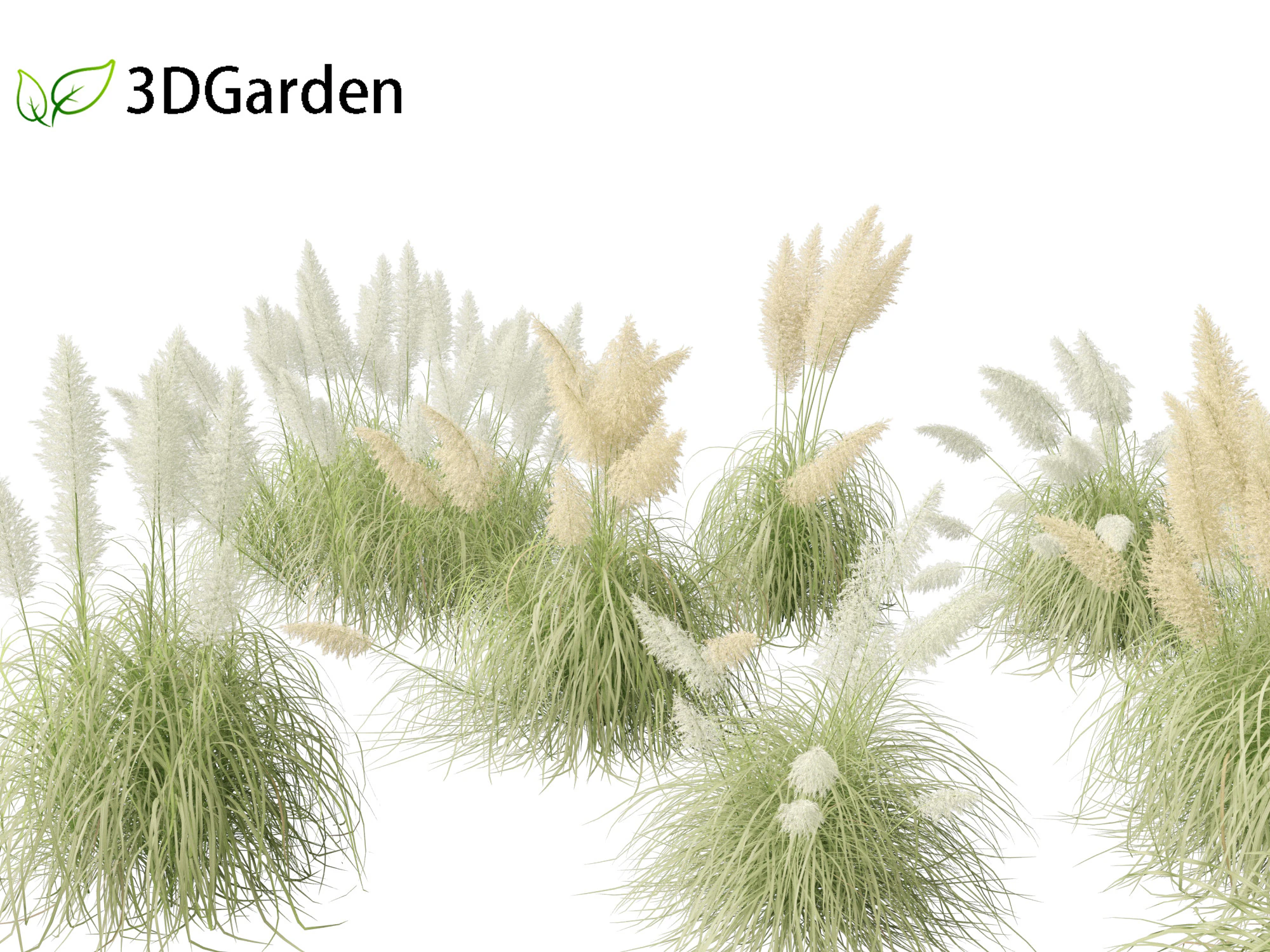 Cortaderia selloana - Capim-dos-pampas 04 Modelo 3D .c4d .max .obj .3ds .fbx .stl .blend