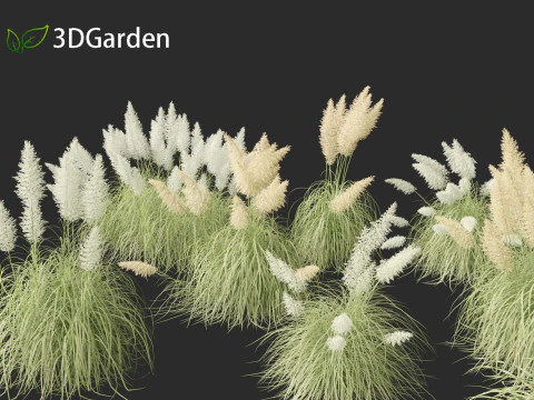 Cortaderia selloana - Capim-dos-pampas 04 Modelo 3D