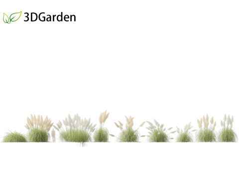 Cortaderia selloana - Pampas grass 04 3D 모델