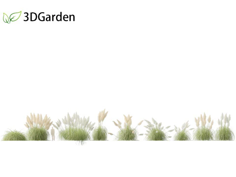 Cortaderia selloana - Capim-dos-pampas 04 Modelo 3D