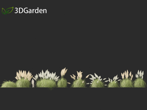 Cortaderia selloana - Pampas grass 04 3D 모델