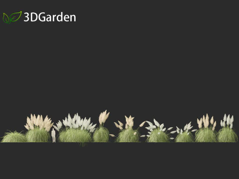 Cortaderia selloana - Capim-dos-pampas 04 Modelo 3D