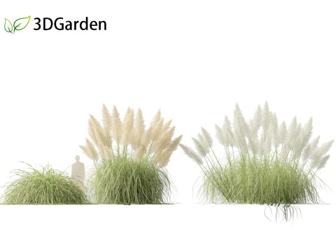Cortaderia selloana - Pampas grass 04 3D 모델