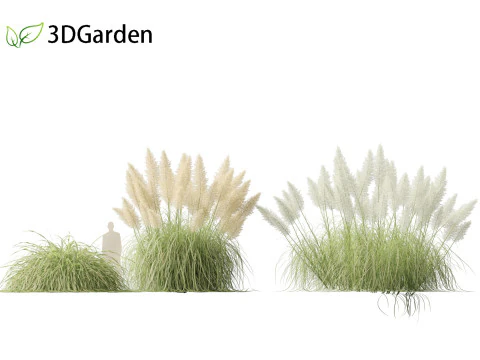 Cortaderia selloana - Capim-dos-pampas 04 Modelo 3D
