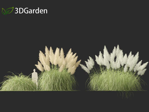 Cortaderia selloana - Capim-dos-pampas 04 Modelo 3D