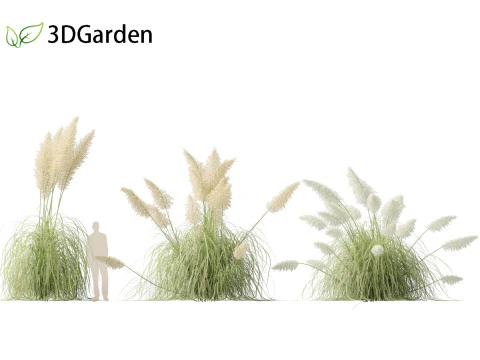 Cortaderia selloana - Capim-dos-pampas 04 Modelo 3D