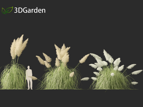Cortaderia selloana - Pampas grass 04 3D 모델