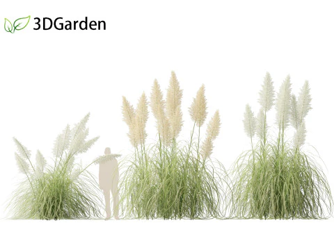 Cortaderia selloana - Capim-dos-pampas 04 Modelo 3D