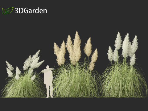 Cortaderia selloana - Capim-dos-pampas 04 Modelo 3D