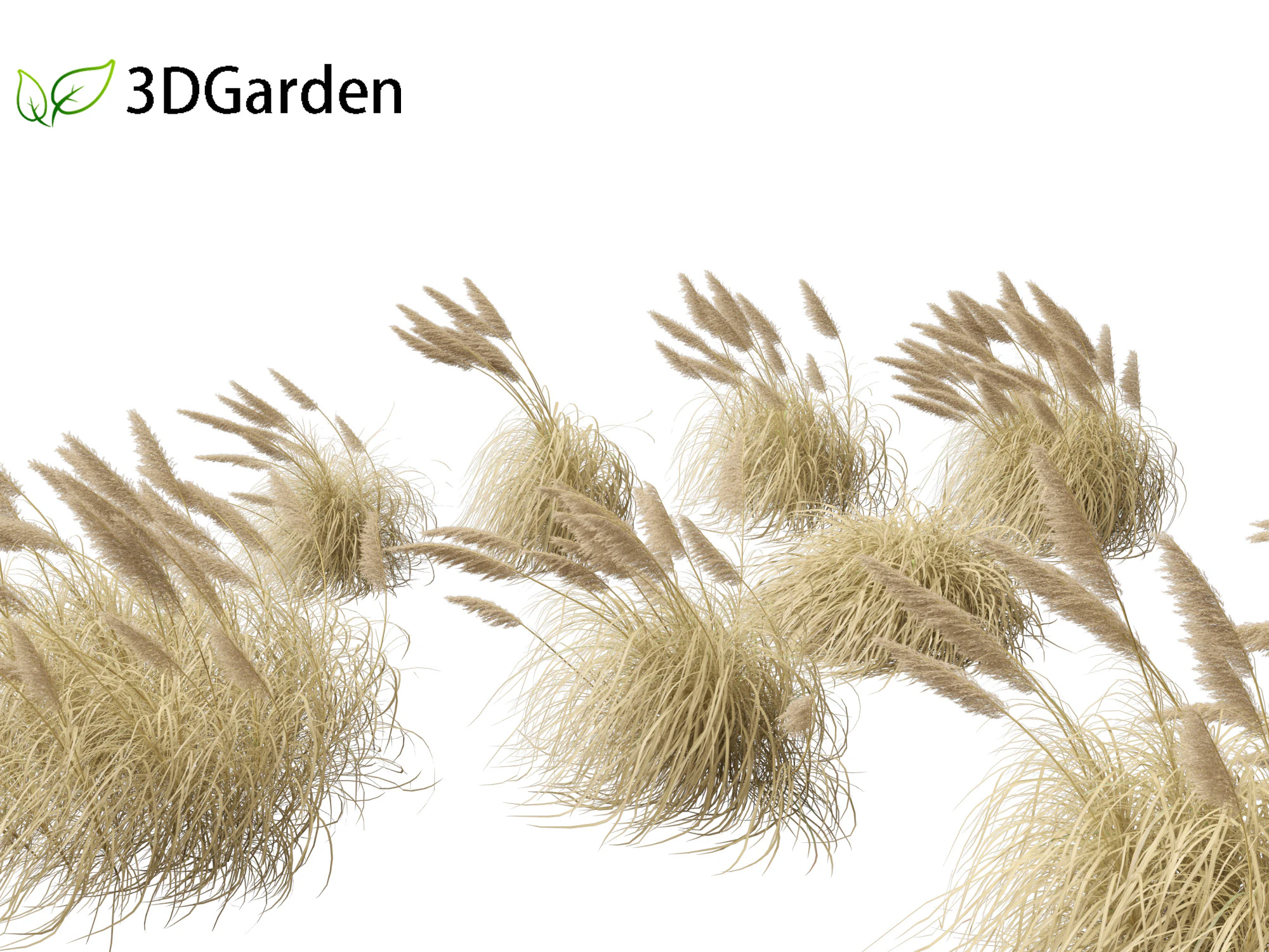Cortaderia selloana - Pampas grass 05 3D Model .c4d .max .obj .3ds .fbx .stl .blend 