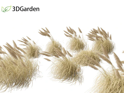 Cortaderia selloana - 潘帕斯草 05 3D 模型