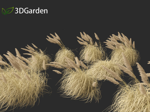 Cortaderia selloana - Pampas grass 05 3D Model