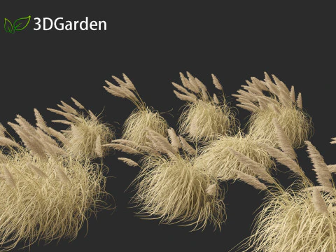 Cortaderia selloana - Pampas grass 05 3D Model