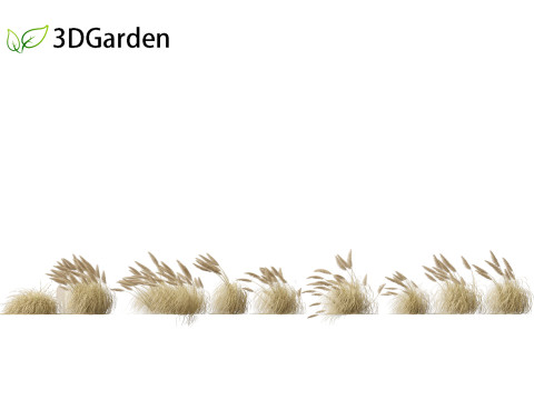 Cortaderia selloana - Pampas grass 05 3D Model