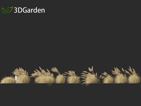 Cortaderia selloana - Pampas grass 05 3D Model