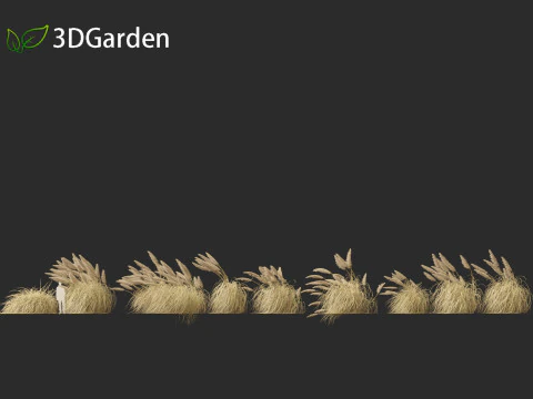 Cortaderia selloana - Pampas grass 05 3D Model