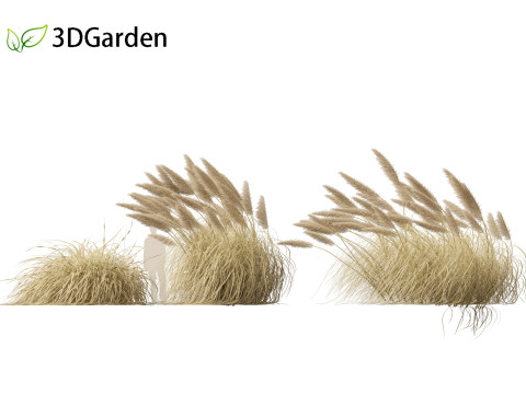 Cortaderia selloana - Pampas grass 05 3D Model