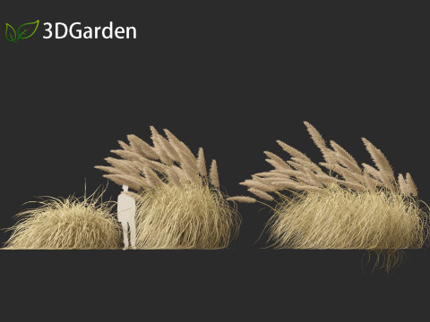 Cortaderia selloana - Pampas grass 05 3D Model