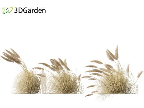 Cortaderia selloana - Pampas grass 05 3D Model