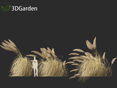 Cortaderia selloana - Pampas grass 05 3D Model