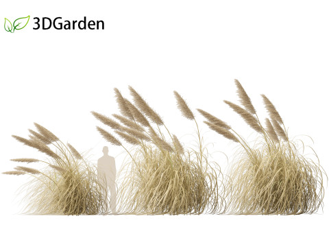 Cortaderia selloana - Pampas grass 05 3D Model