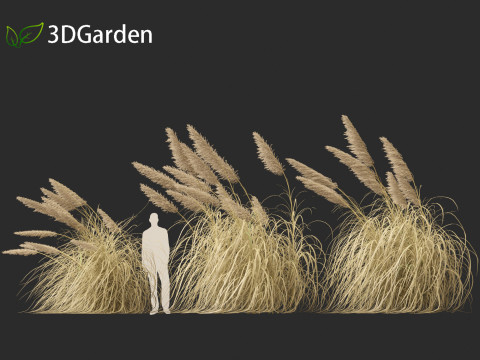 Cortaderia selloana - Pampas grass 05 3D Model