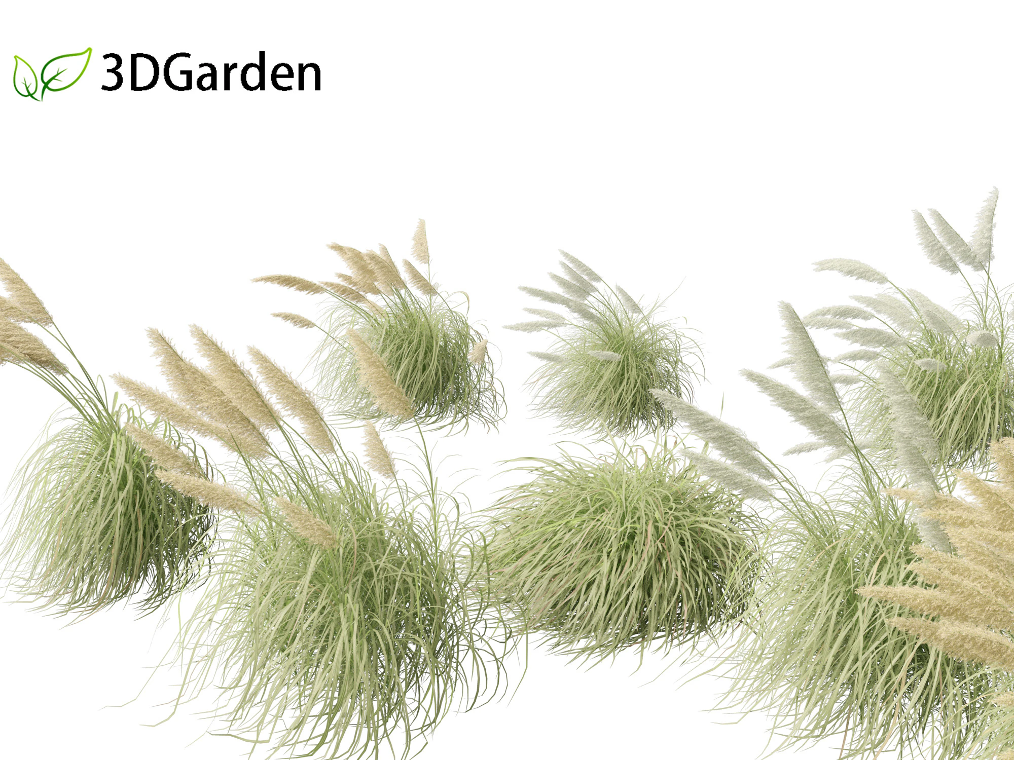 Cortaderia selloana - Pampas grass 06 3D Model .c4d .max .obj .3ds .fbx .stl .blend 