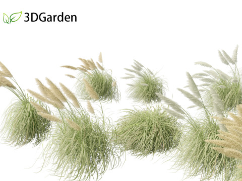 Cortaderia selloana - Pampas grass 06 3D Model