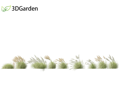 Cortaderia selloana - Pampas grass 06 Model 3D
